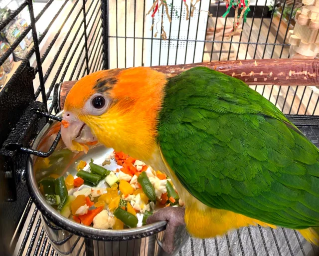 White-bellied Caique (Male)