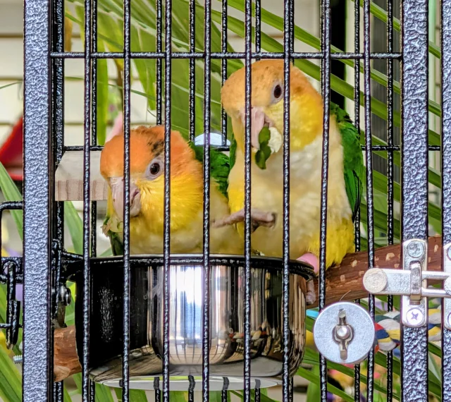 White-bellied Caique (Male)