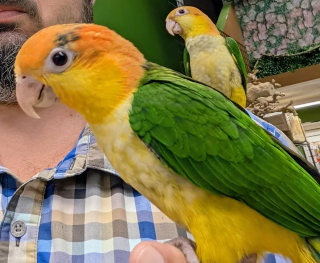 White-bellied Caique (Male)